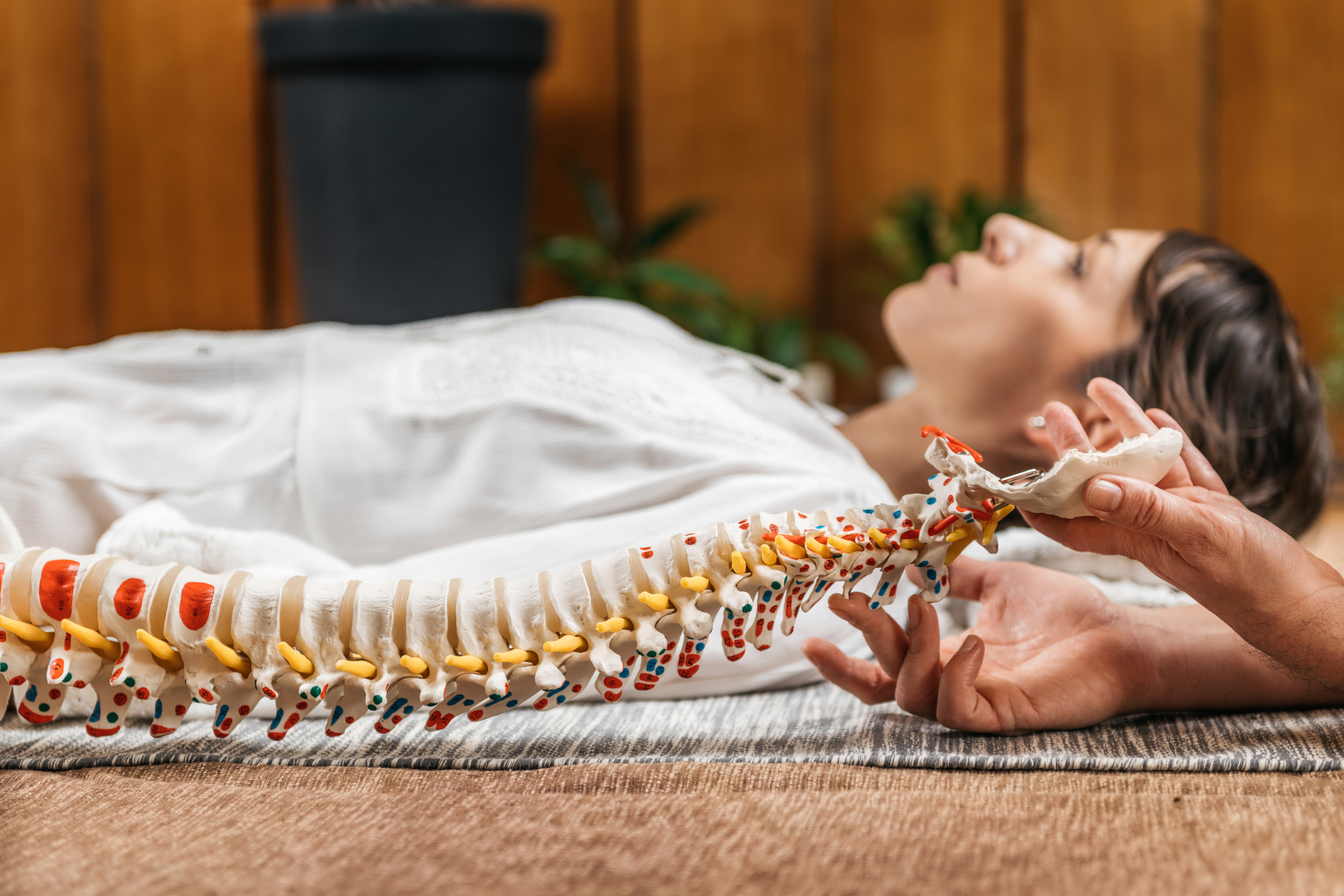 Chiropractic and Osteopathy Patient Education with Flexible Spine Model